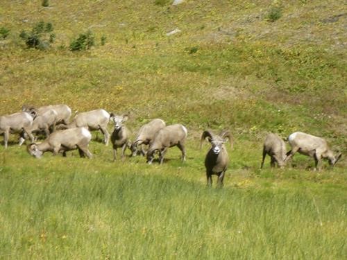 A flock of Bighorn sheep, a nice pose standing lookout.