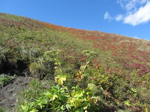 cow parsnip & fall colours on West Mist Hill