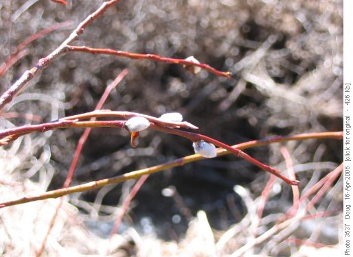 Pussy willows