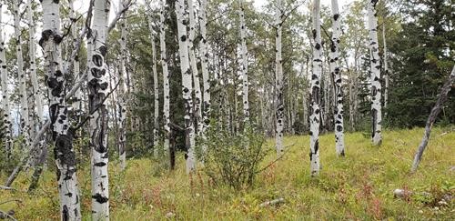 The ridge is named Pine Ridge but the Aspen have a starring role.