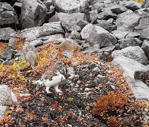 Ptarmigans near tarn