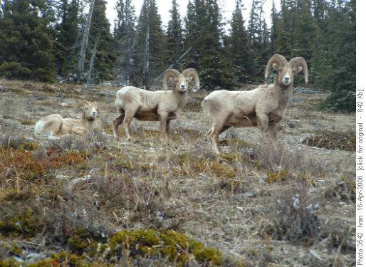 Bighorns on Lady Macdonald