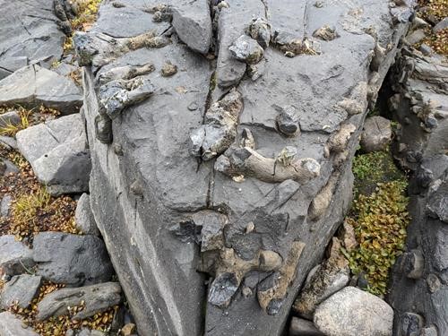 Lots of fossils