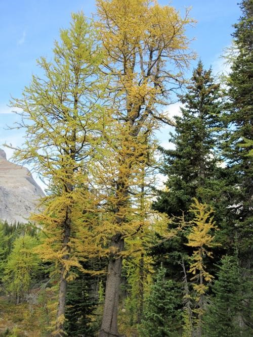 Changes larches in the Burstall Pass area