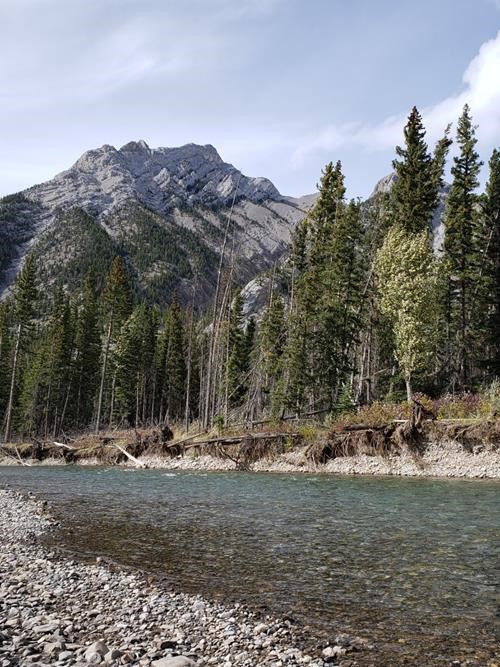 The Kananaskis River where we crossed, with Mount Lorette in the background.