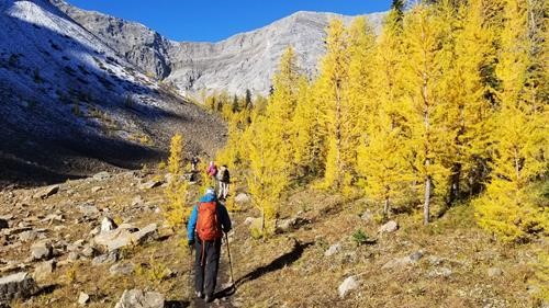 Heading up the trail with larches in full colour.