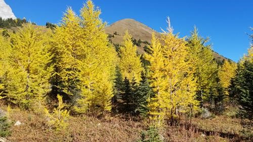 More larches with view of ridge.