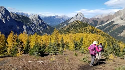 Descending through larches on the ridge,