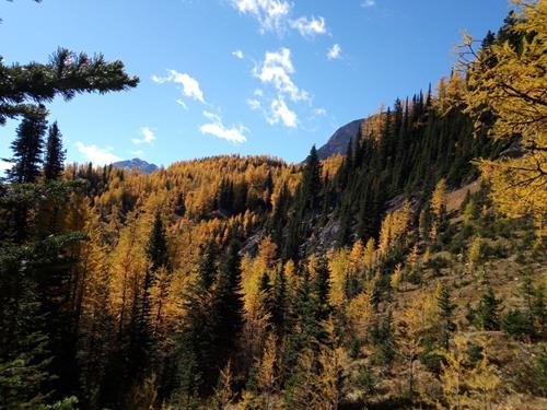 Larches viewed from the first col