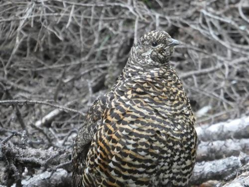 Spruce Grouse - Photo courtesy of Bill
