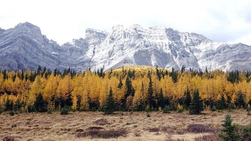 View of Tombstone Mountain from the pass with larches in full colour.