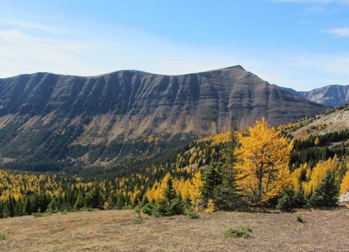 Larches and Highwood Ridge