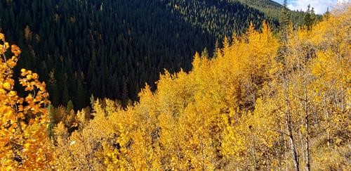 Golden forest of trembling aspen at Powderface Creek