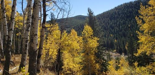 More brilliant aspen display on Prairie Creek