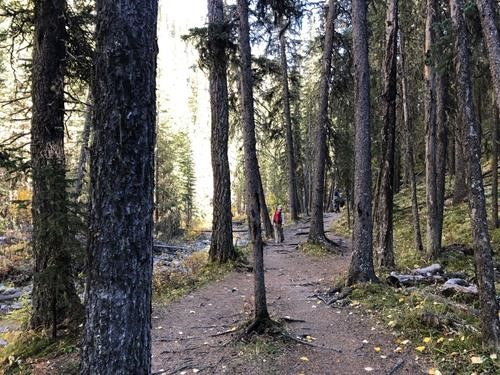 Tall timbers on Prairie Creek (photo by Madeleine)