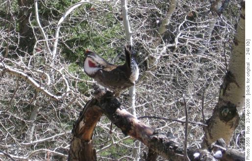 blue grouse, Mesa Butte