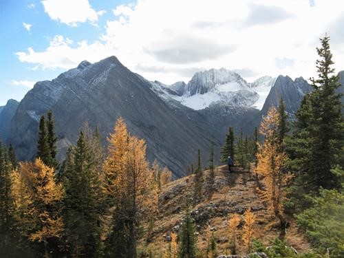 The larches are well past their prime