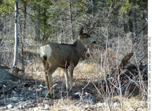 Deer