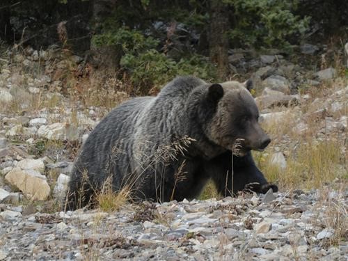 The Bear