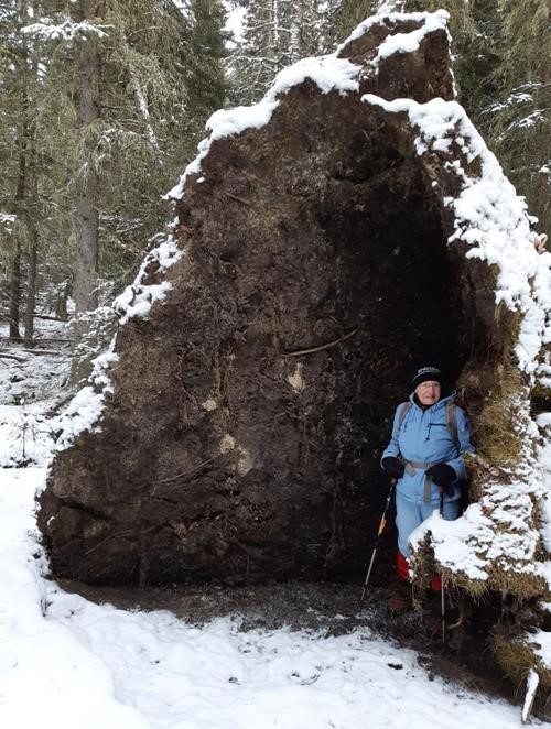 June in protection of blown-down tree roots