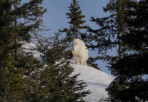 Mountain goat.