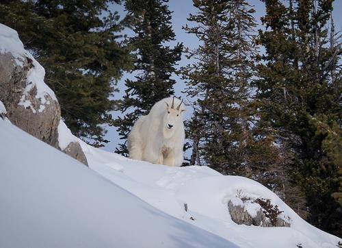 Mountain goat.
