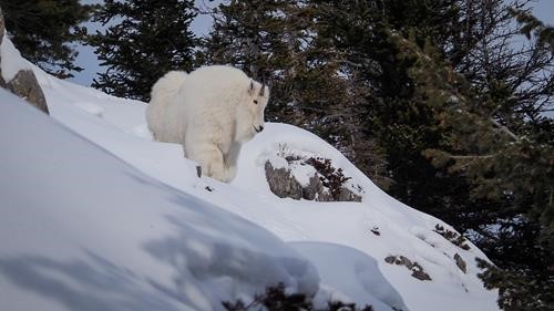 Mountain goat.