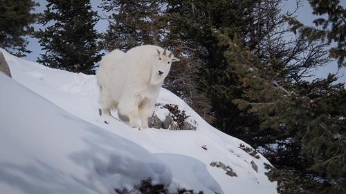 Mountain goat.