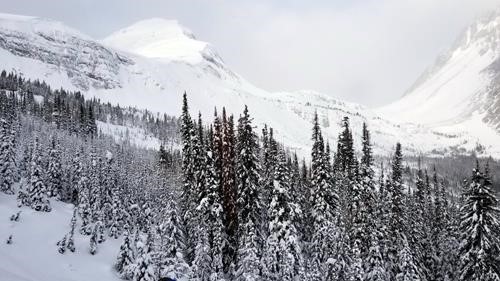 View of the Snow Peak - Birdwood Col from our lunch spot with the recent snowfall still evident on the trees.