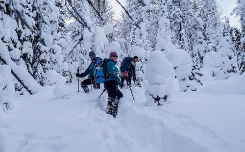 Trailbreaking through larches.