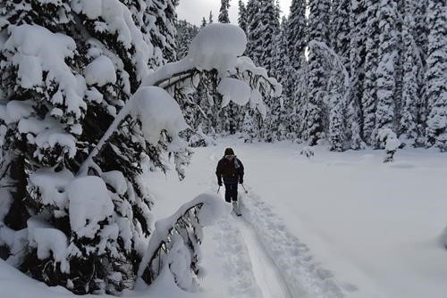 There were many such tree & snow arches on the Healy Pass trail