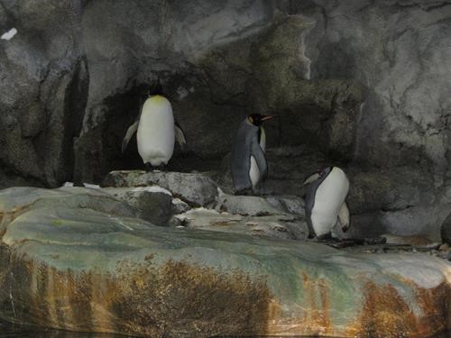 Zoo: King penguins, including a headless one