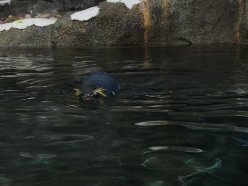 Rockhopper penguin, snorkeling
