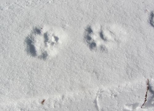 Here kitty, kitty, kitty
