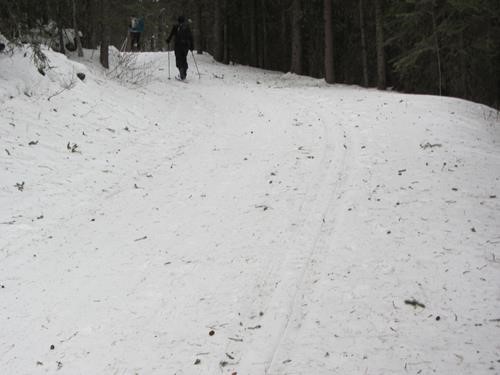 debris on Kovach trail