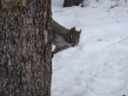 Inquisitive red squirrel eyes our lunches