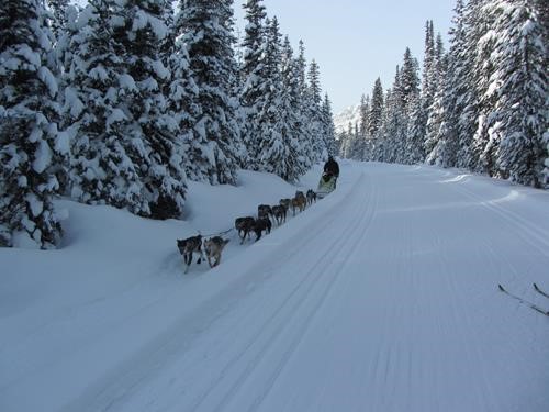 enthusiastic dogs beside Great Divide trail