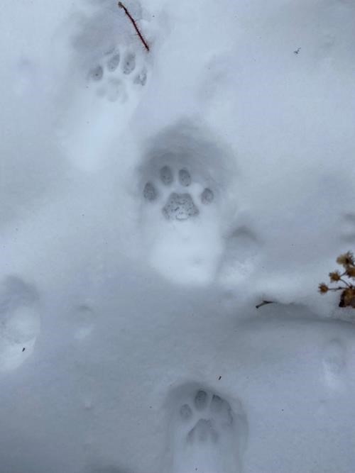 Perfect bobcat tracks