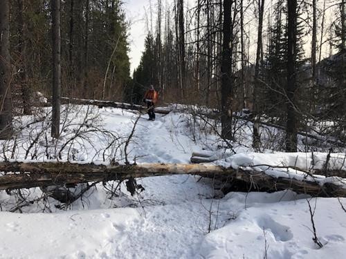 Deadfall on Evan Thomas Creek trail