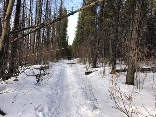 Deadfall on Evan Thomas Creek Trail