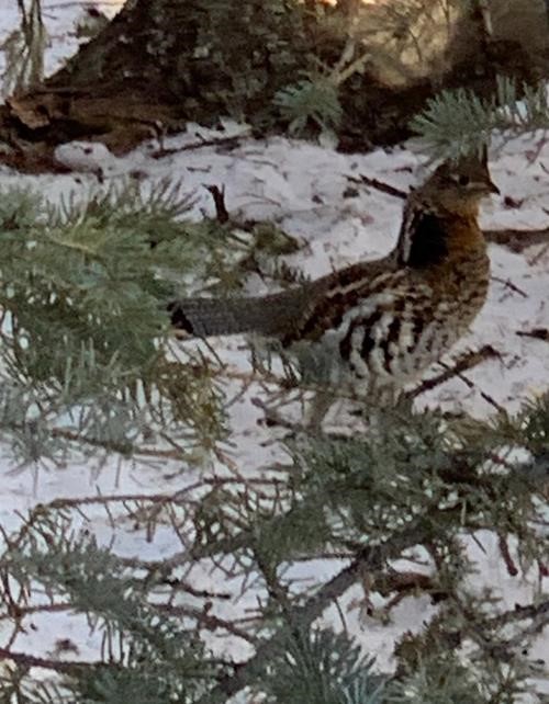 Ruffed grouse (photo by Cristina)
