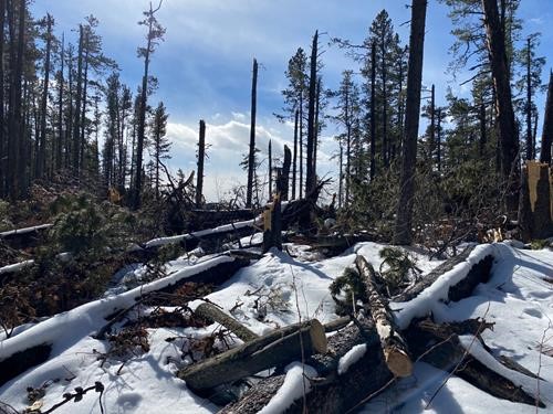 Windstorm damage on Long Distance