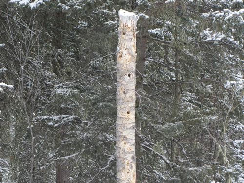 Woodpecker apartments along Iron Creek trail