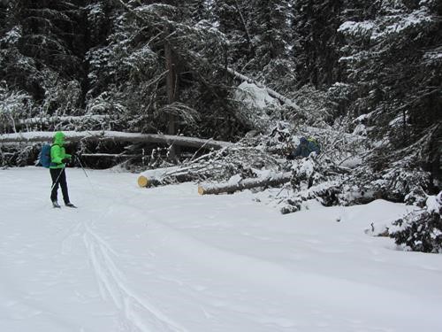 Available log seating for lunch on Iron Creek trail