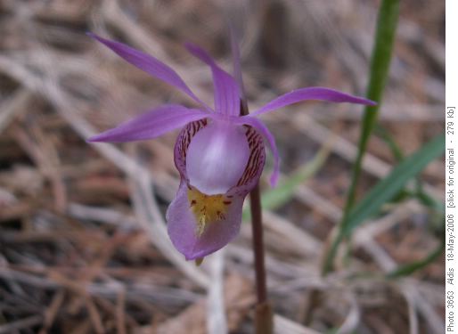 calypso orchid
