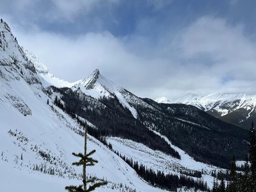 Black Prince tree triangle from the headwall