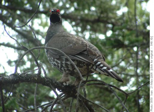 Lady Grouse