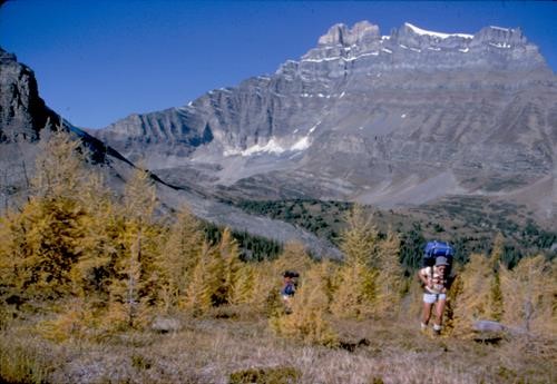 Larches SE of Mount Hector