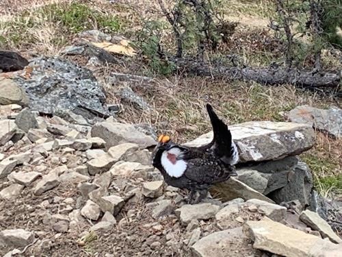 Bird in full plumage passing near us at lunch