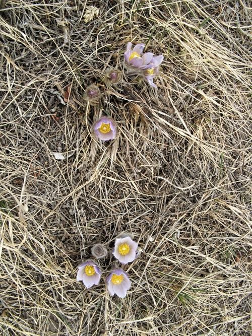 The only flowers we saw